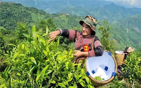 Giữ “đặc sản” để nâng cao thu nhập cho đồng bào vùng cao