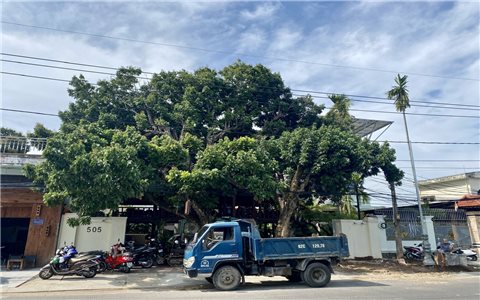 Kon Tum: UBND phường Thống Nhất yêu cầu chủ nhà số 505 đường Nguyễn Huệ xử lý 2 cây nhãn trước ngày 22/4/2025