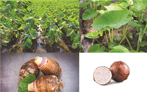Kỹ thuật trồng khoai môn hiệu quả
