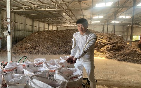 Lông gà cũng thành “vàng nâu” cho đất