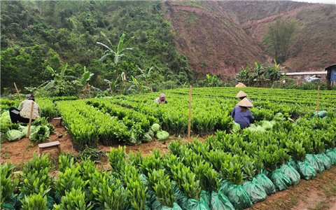 Người dân vùng cao Hà Lâu chật vật trong việc tái trồng rừng