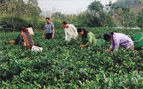 Hiệu quả thiết thực từ Dự án Hỗ trợ phát triển sản xuất theo chuỗi giá trị