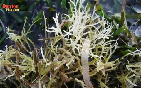 Kiếm tiền triệu từ loại “rau dại”