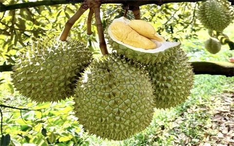 Sầu riêng Việt Nam đón tin vui