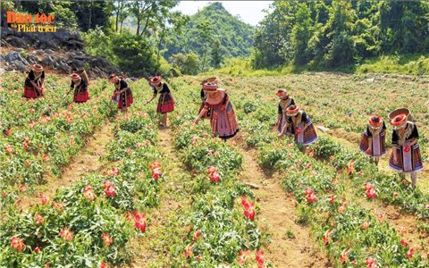 Ươm mầm Bố chính trên đất chè
