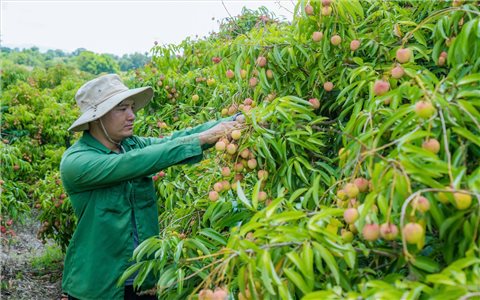 Mùa vải ngọt giúp nông dân Đắk Lắk thu tiền tỷ