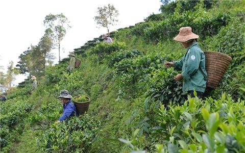 Gỡ khó trong thực hiện liên kết sản xuất theo chuỗi giá trị: Chưa thể hết khó trong một sớm một chiều