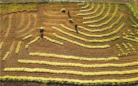 Bức tranh mùa gặt trên cao nguyên Kon Tum