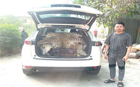 Ninh Bình: Khởi tố tài xế chở bộ da báo hoa mai đem bán