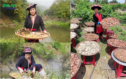 Học vấn - Con đường phát triển bền vững của người Dao: Khi trí thức Dao nhập thế, giúp đời (Bài 4)