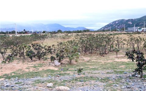 Ninh Thuận: Nỗ lực sắp xếp, ổn định dân cư ở những nơi cần thiết