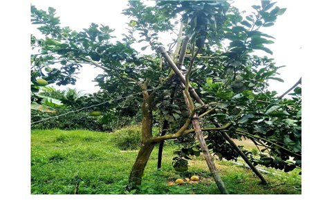 Chủ động bảo vệ sản xuất, ứng phó bão số 1