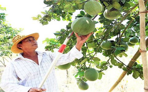 Vùng đồng bào DTTS tỉnh Ninh Thuận vươn mình phát triển