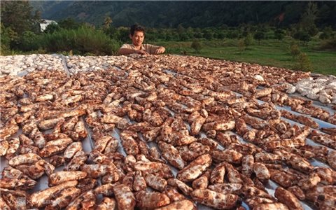 Huyện Bác Ái (Ninh Thuận): Hợp tác xã nông nghiệp nâng tầm sản phẩm OCOP