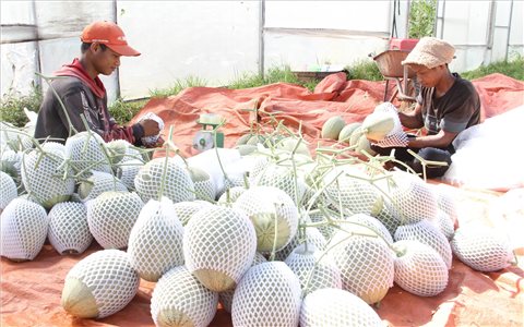 Mô hình kinh tế tập thể vùng đồng bào DTTS hoạt động hiệu quả