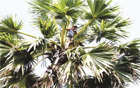 Nồng nàn hương vị thốt nốt