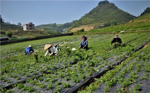 Sinh kế từ cây dược liệu: Liên kết sản xuất theo chuỗi giá trị (Bài 2)