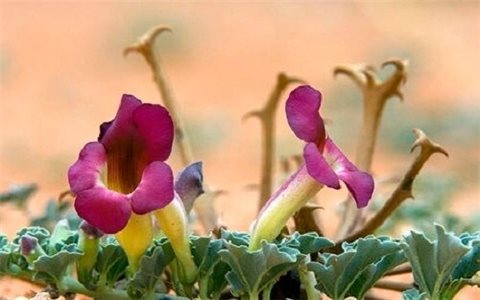 Điều trị đau nhức xương khớp từ cây móng quỷ