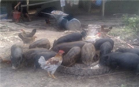 Thanh niên người Bru Vân Kiều khởi nghiệp thành công từ mô hình nuôi lợn bản