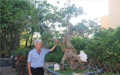 “Vua” bonsai ngược