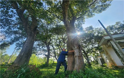 Gia Lai: Bảo vệ rừng cây Kơ nia cổ thụ độc nhất vô nhị ở đồng bằng