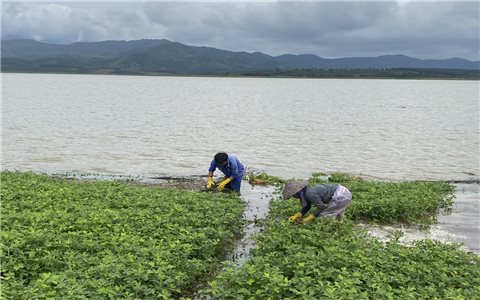 Điều chỉnh thời gian tích nước thủy điện, dân có cơ hội thu tiền tỷ
