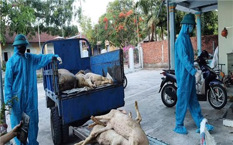 Đà Nẵng: Chủ tịch xã, phường chịu trách nhiệm nếu dịch tả lợn lan rộng