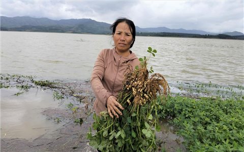 Hoa màu bị ngập úng, UBND xã Đăk Hà phát văn bản đề nghị thủy điện điều tiết nước hồ chứa