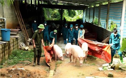 Dịch tả lợn châu Phi: Một số dấu hiệu nhận biết thịt lợn bị nhiễm bệnh