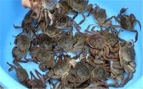 Hướng dẫn cách nuôi cà ra hiệu quả