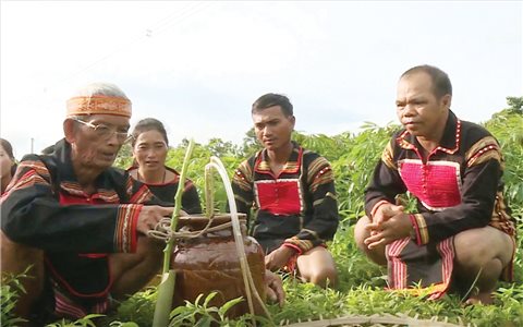 Ché - mạch nguồn của ký ức Tây Nguyên