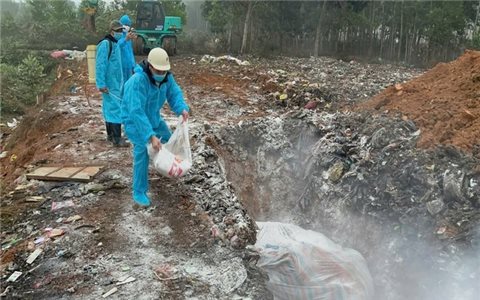 Nguy cơ lan rộng dịch tả lợn Châu Phi tại Thanh Hóa