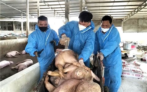 Gần 18.000 con lợn bị tiêu hủy: Dịch tả lợn châu Phi lan rộng tại Tuyên Quang