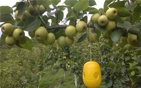 Bén rễ trên đất Sơn La- Lê Tai Nung đang cho thu nhập cao