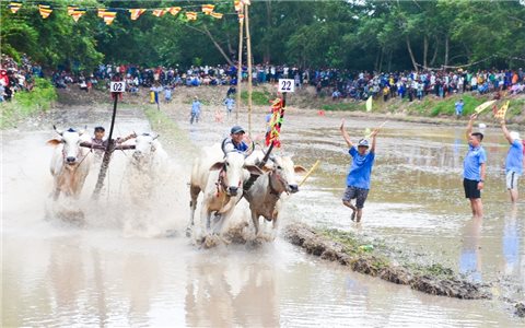 An Giang: Hội đua bò chùa Rô diễn ra vào cuối tháng 8