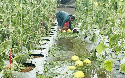 Ngành Nông nghiệp Nghệ An thiệt hại nặng nề sau bão số 5