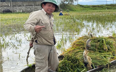Nông dân xứ nghệ khóc ròng trên đồng lúa