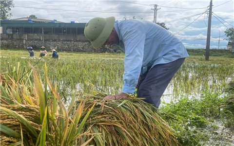 Thủ tướng Chính phủ chỉ đạo nhanh chóng khắc phục hậu quả bão số 5, khôi phục sản xuất, kinh doanh, ổn định cuộc sống Nhân dân