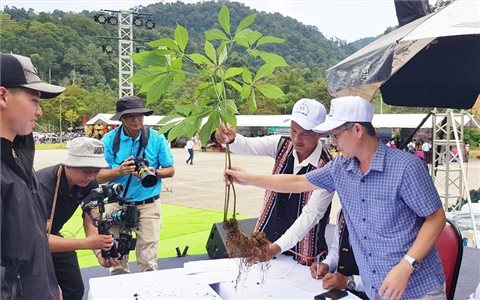 Góp sâm Ngọc Linh để xóa nhà tạm