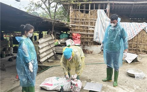 Lào Cai: Quyết liệt các biện pháp phòng, chống dịch tả lợn Châu Phi
