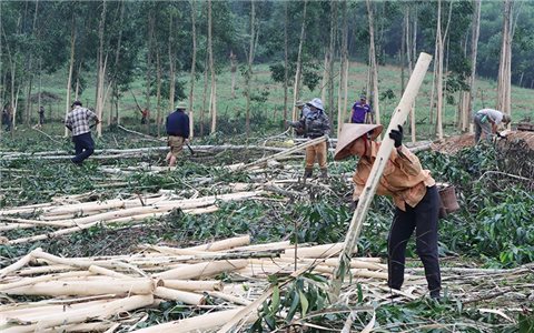 Cả nước có gần 500 nghìn ha rừng trồng gỗ lớn