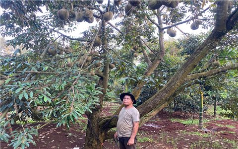 Mùa sầu riêng, thơm ngát góc đường…