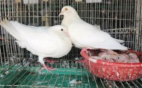 Nuôi chim bồ câu Pháp đơn giản, hiệu quả kinh tế cao