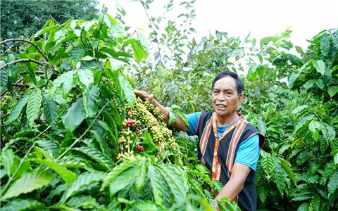 Người giúp đồng bào Gia Rai "khai sáng" với cây cà phê