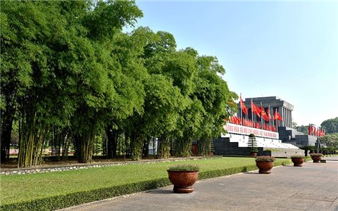 Chuyện cây luồng xứ Thanh vươn bóng xanh bên Lăng Bác