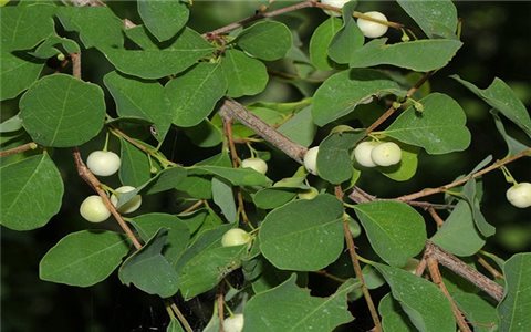 Cây cơm nguội chữa bệnh gì?