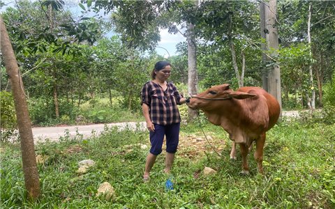 Chuyện thoát nghèo của đồng bào ở Trà My
