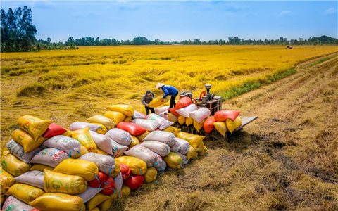 Thủ tướng Chính phủ chỉ đạo tăng cường thực hiện các nhiệm vụ, giải pháp thúc đẩy sản xuất, xuất khẩu và ổn định thị trường gạo