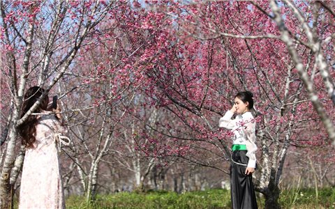 Hoa anh đào khoe sắc nơi vùng đất lịch sử Mường Phăng