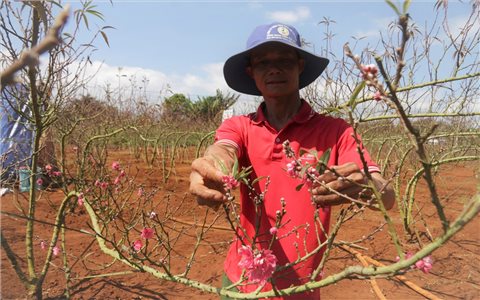 Đào xứ Bắc khoe sắc giữa Tây Nguyên